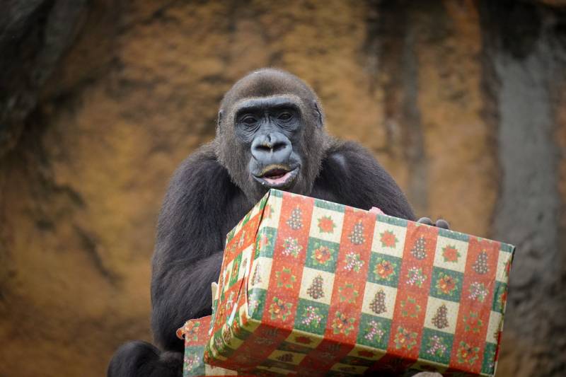 Papá Noel entrega regalos en Bioparc