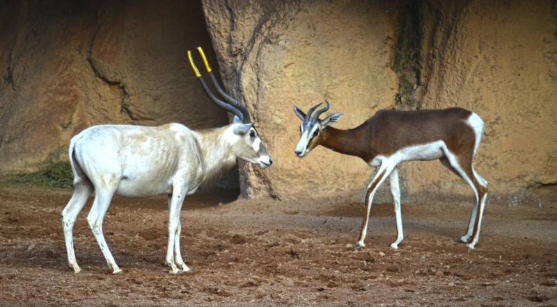 Addax y gacela Mhorr - BIOPARC Valencia - diciembre 2018 Addax y gacela Mhorr - BIOPARC Valencia - diciembre 2018