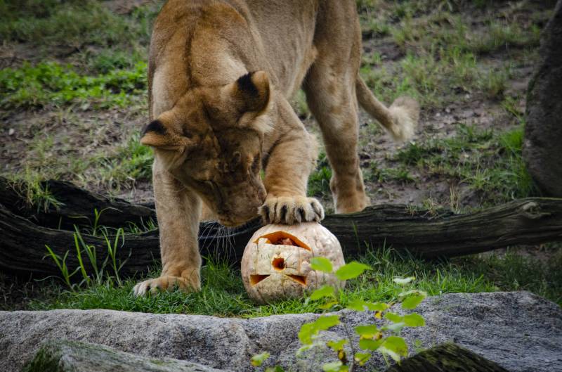 Halloween 2019 - BIOPARC Valencia - leona