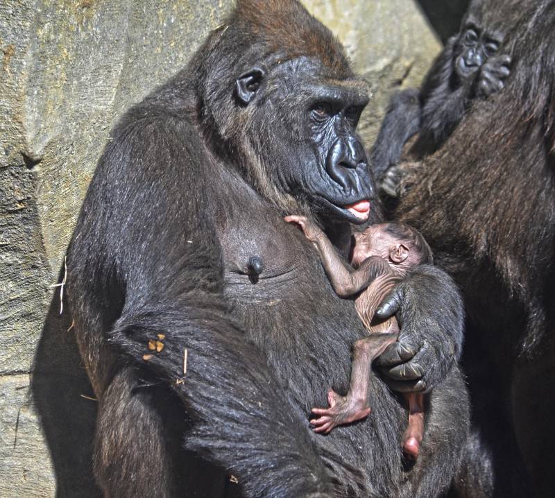 12 de marzo 2018 - La gorila Fossey y su bebé recién nacido - BIOPARC Valencia