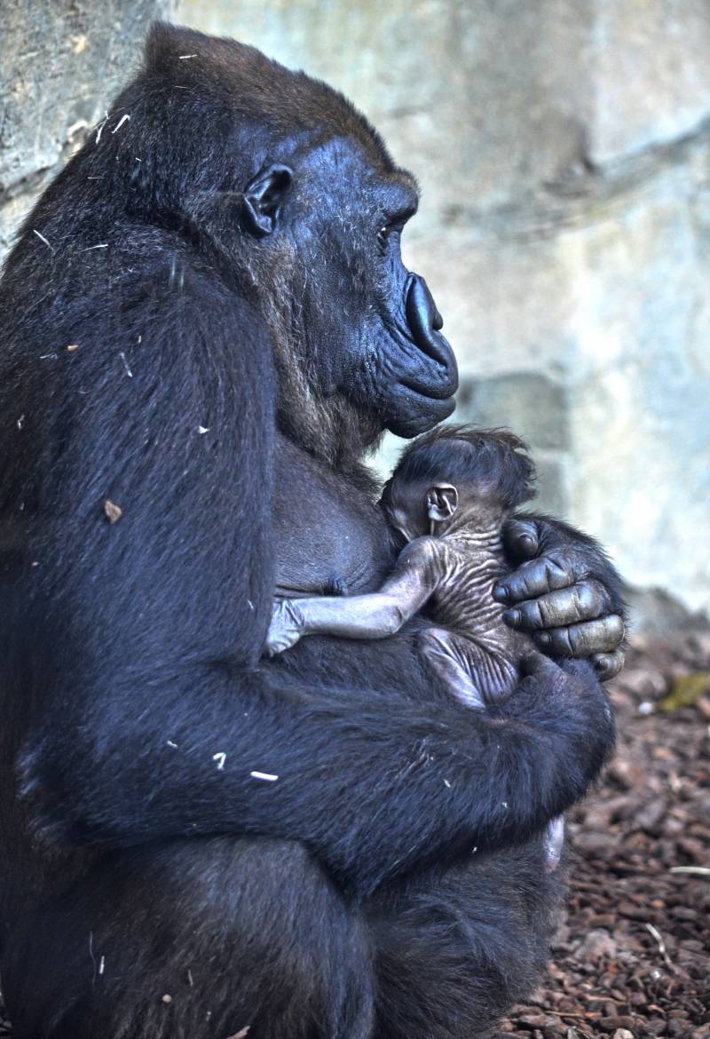 8 marzo - La gorila Fossey y su bebé recién nacido - BIOPARC Valencia 