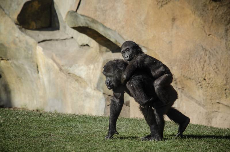 Enero 2020 - BIOPARC Valencia - Los bebés gorila Virunga y Pepe