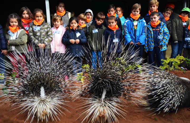 Expedición África Navidad 2018 - BIOPARC Valencia - 3 puercoespines