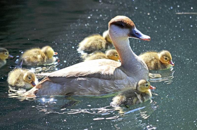 Patitos BIOPARC Valencia mayo 2019