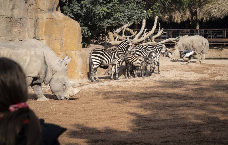 Enero 2020 - BIOPARC Valencia - visitante en la sabana observando rinocerontes y cebras