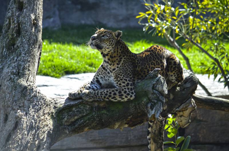 Leopardo BIOPARC Valencia Marzo 2019
