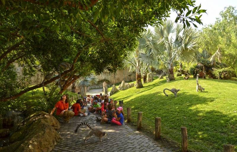 Enriquecimiento ambiental de lémures - BIOPARC Valencia