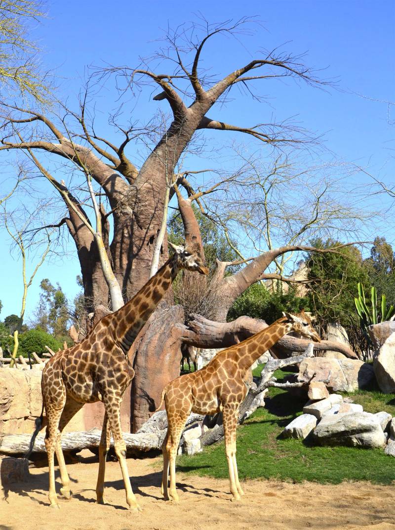 Marzo 2019 - Dos jirafas en la Sabana africana de BIOPARC Valencia