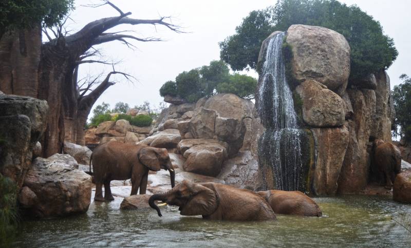Un día de lluvia - elefantes jugando en el lago - BIOPARC Valencia 2018 