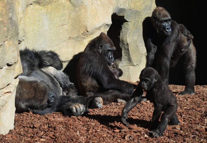 Familia de gorilas en BIOPARC Valencia - primavera 2018