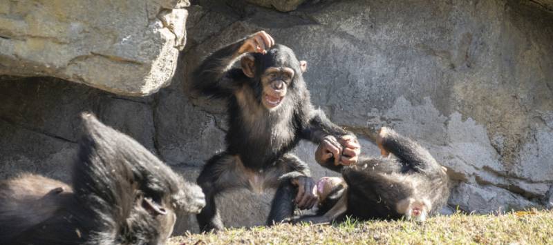 Animales en Bioparc. EPDA