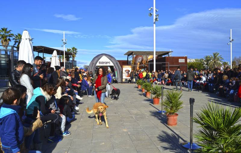 13 Desfile de perros abandonados AUPA - BIOPARC - 16 de diciembre 2018 - plaza exterior BIOPARC Valencia