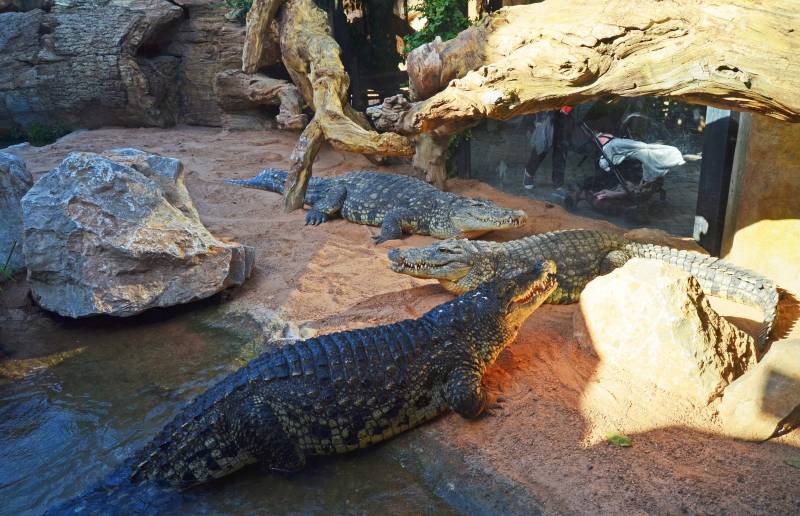 BIOPARC Valencia recibe tres cocodrilos del Nilo - 2018 