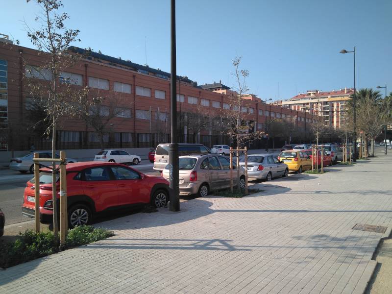 LLEDONER (CELTIS AUSTRALIS) - Av. Baleares