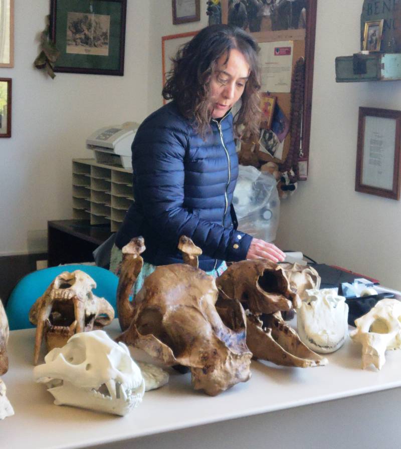 Gloria Tello, Dinosaures MCCNN Gloria Tello, Dinosaures MCCNN