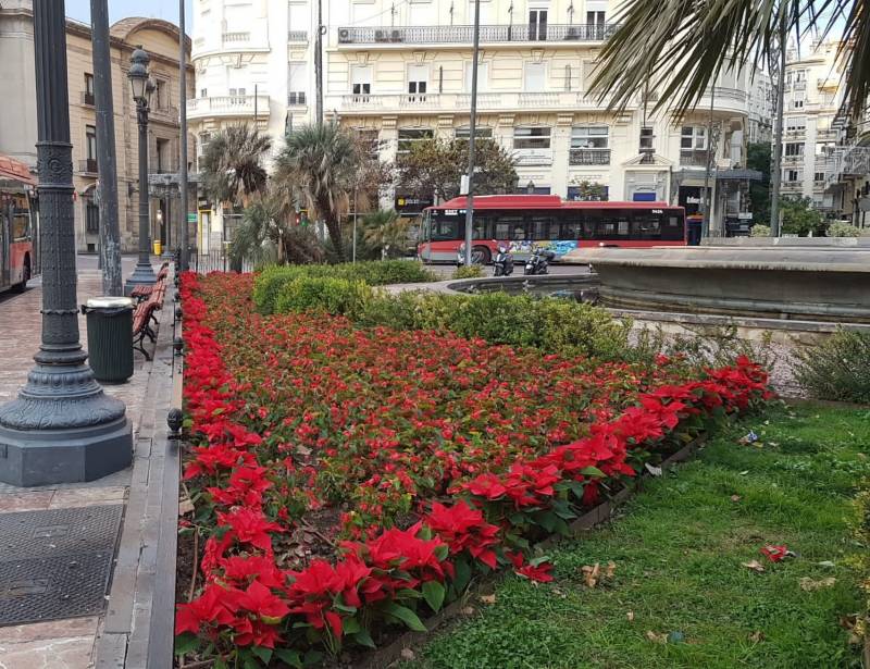Flors de Nadal València