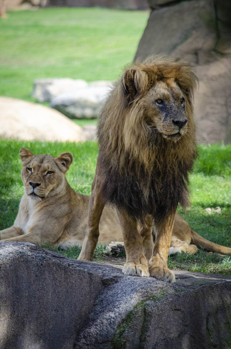 Agosto 2019 - BIOPARC Valencia - leones