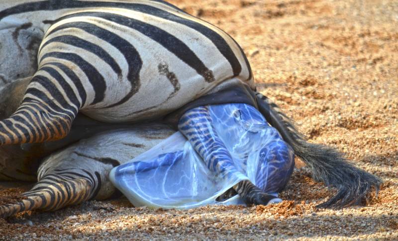 BIOPARC Valencia - septiembre 2018 - nacimiento cebra en la Sabana