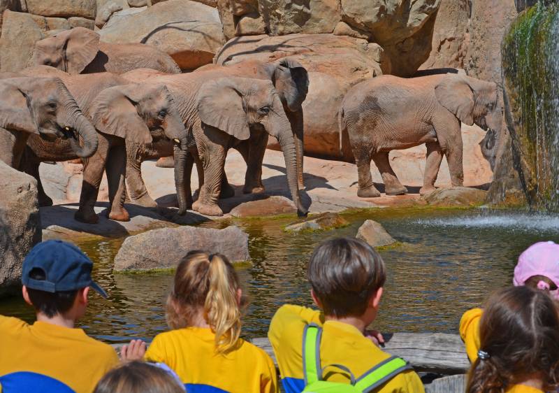 Grupo escolar cara a cara con los elefantes en BIOPARC Valencia