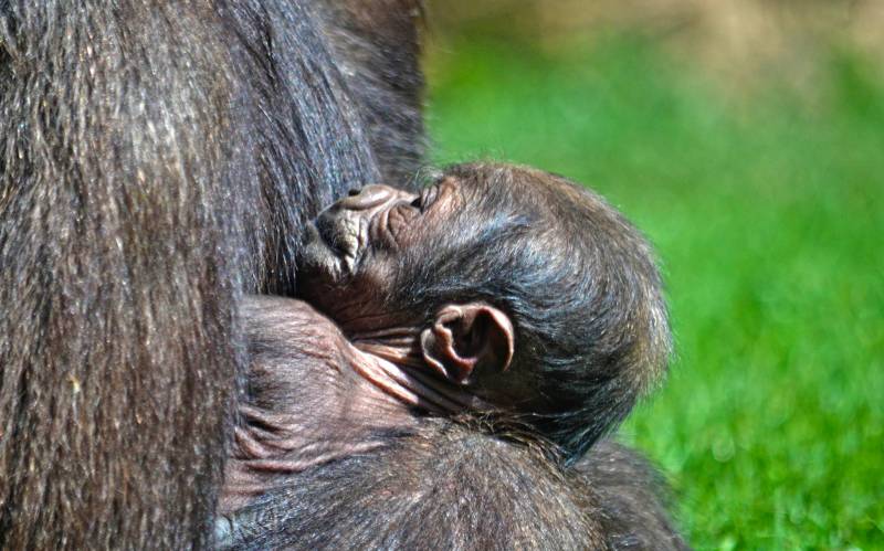 BIOPARC Valencia - bebé gorila nacido 11 abril 2019