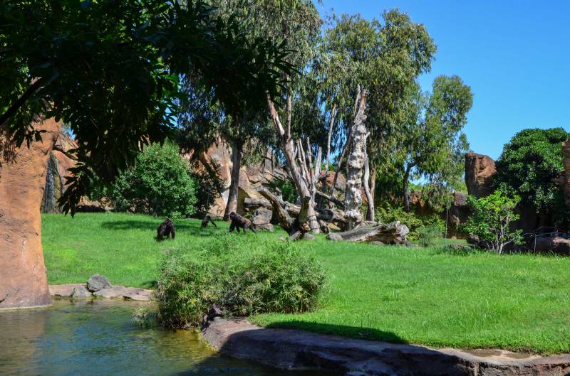 Nuevo recinto para los gorilas del Bioparc València. ViuValència