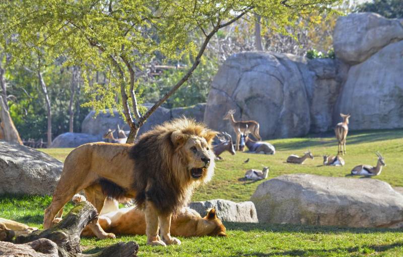 BIOPARC Valencia - Once años dejando huella - Cara a cara con los animales salvajes - leones y antílopes