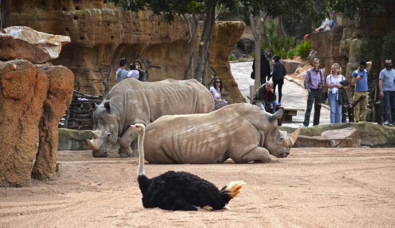 Primavera 2018 - visitantes en la Sabana africana de BIOPARC Valencia observando a los rinocerontes y las avestruces