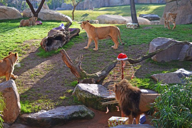 Leones - Papá Noel entrega los regalos a los animales de BIOPARC Valencia - 24 diciembre 2018