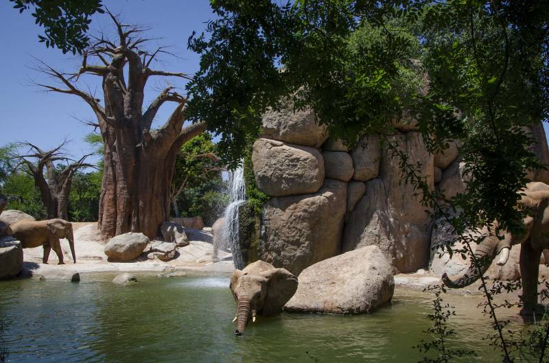 Elefantes refrescándose en el agua del Bioparc. EPDA