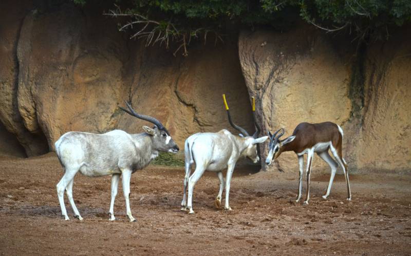 Addax y gacelas Mhorr - primeros días en la Sabana de BIOPARC Valencia - diciembre 2018 Addax y gacelas Mhorr - primeros días en la Sabana de BIOPARC Valencia - diciembre 2018