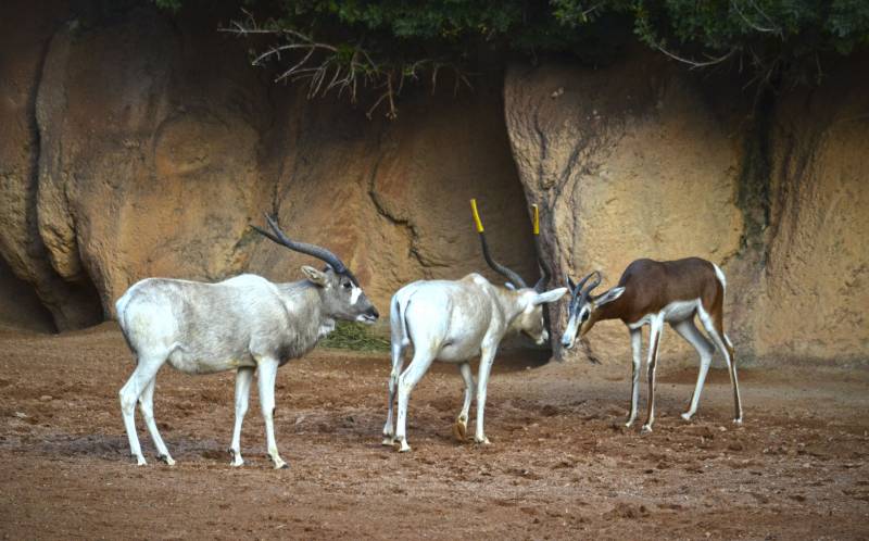 Addax y gacelas Mhorr - primeros días en la Sabana de BIOPARC Valencia - diciembre 2018 