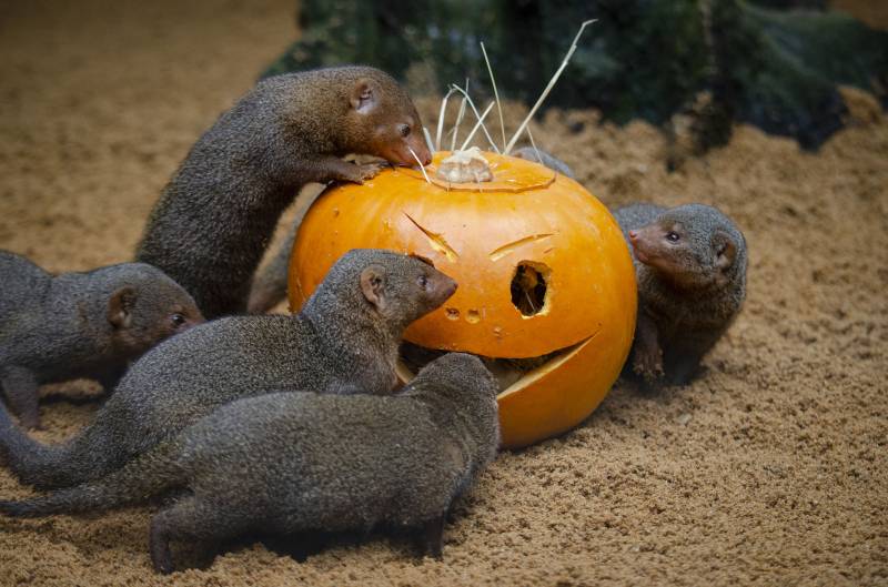 Halloween 2019 - BIOPARC Valencia - mangostas enanas