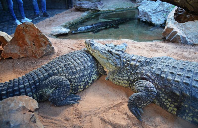 BIOPARC Valencia recibe tres cocodrilos del Nilo - 2018 