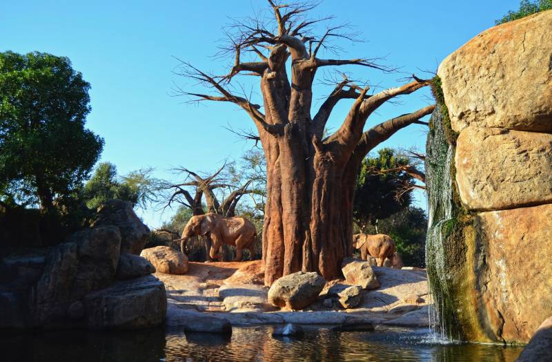 Elefantes - bosque de baobabs - BIOPARC Valencia - enero 2019