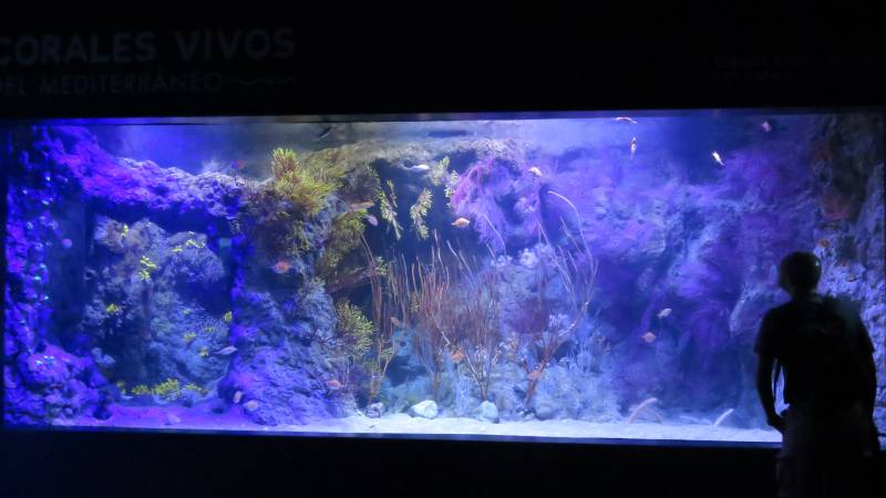El tanque de corales de agua frías