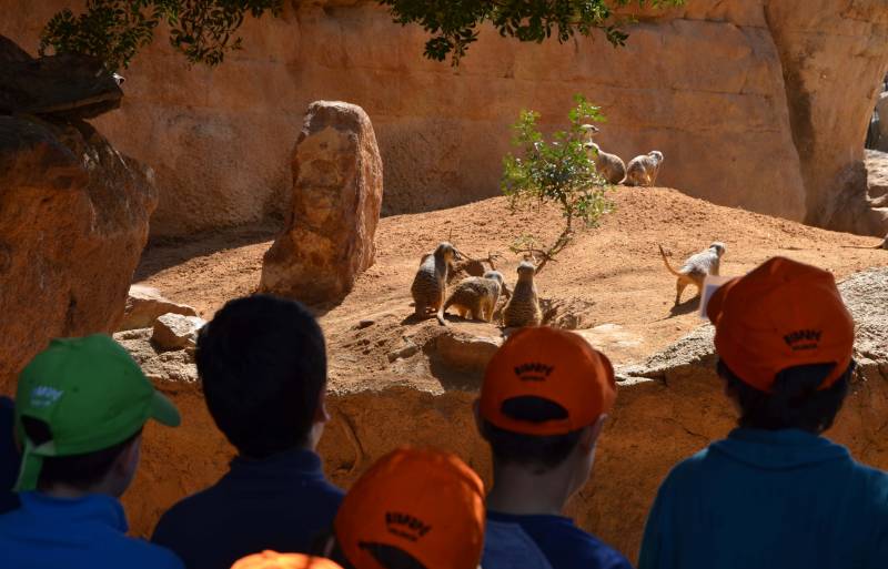 EXPEDICIÓN ÁFRICA Pascua 2018 BIOPARC Valencia Suricatas