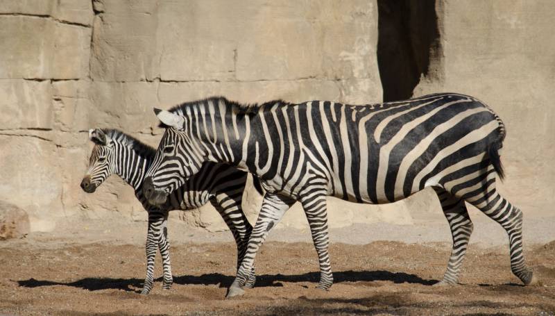 Cebras Bioparc, València./ EPDA