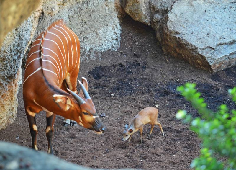 Bongo y cría de duiker rojo - verano 2018 - BIOPARC Valencia