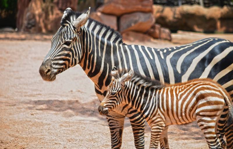 Cebras en la Sabana - madre y potro nacido 10 julio - verano 2018 - BIOPARC Valencia