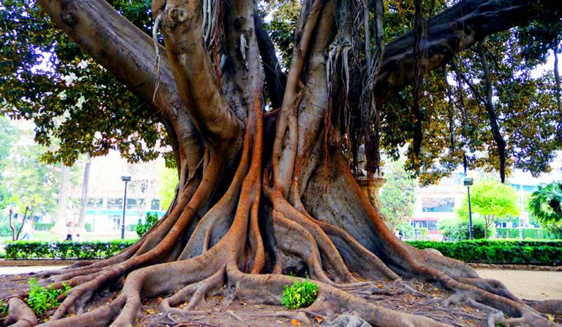 Arbre de les Llengües