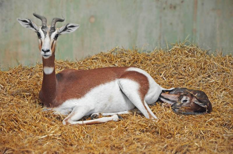 Cría de gacela Mhorr recién nacida en BIOPARC Valecia - mayo 2019