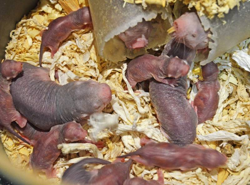 Febrero 2019 - Nace una nueva camada de ratas topo en BIOPARC Valencia Febrero 2019 - Nace una nueva camada de ratas topo en BIOPARC Valencia
