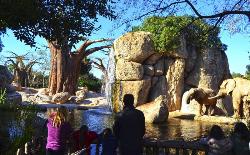 Enero 2018 - visitantes en BIOPARC Valencia