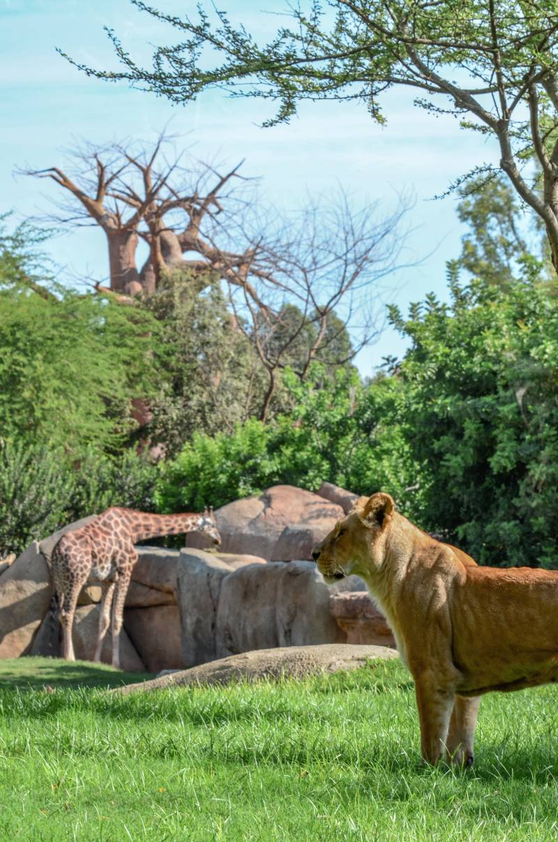 Leona y jirafa en la Sabana húmeda de BIOPARC Valencia