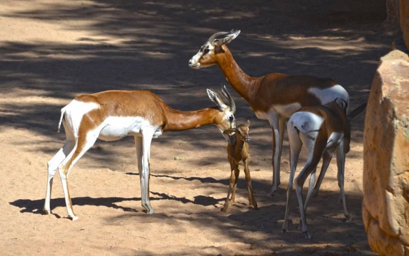 Bioparc Valencia