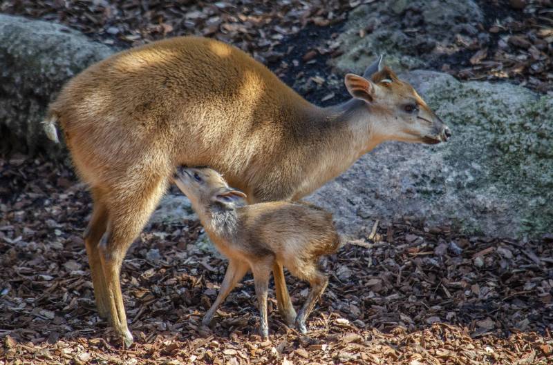 Cría de duiker rojo de Natal - BIOPARC Valencia