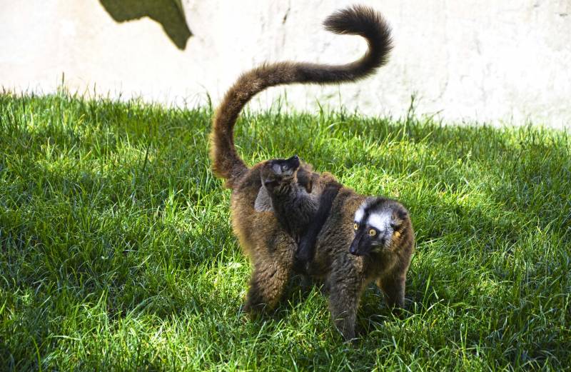 Lémures frentirrojos - madre y cría - isla de Madagascar de BIOPARC Valencia - mayo 2019