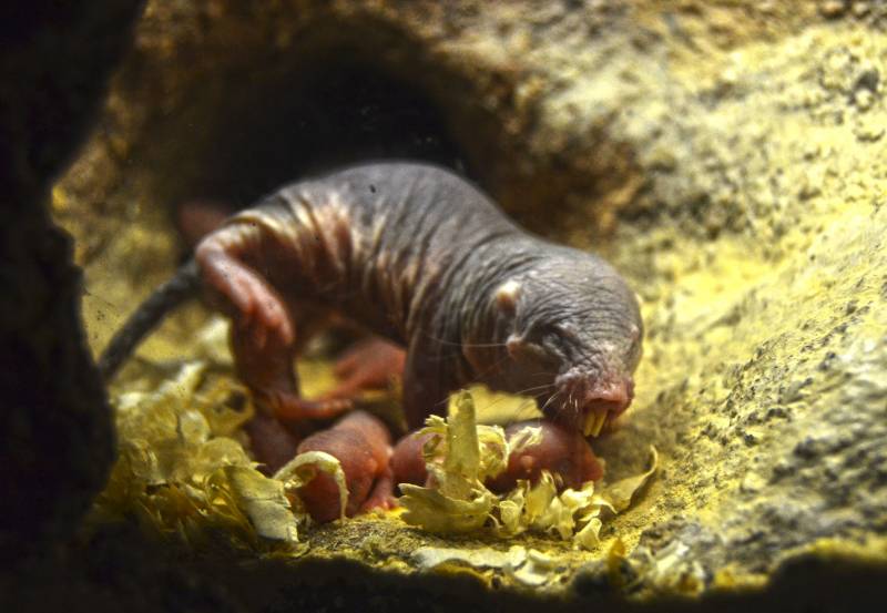 BIOPARC Valencia - Nace una camada de ratas topo - verano 2018 (2)