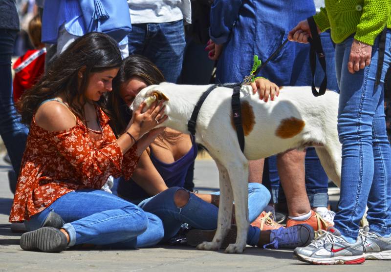 12º DESFILE SOLIDARIO DE PERROS AUPA - BIOPARC 