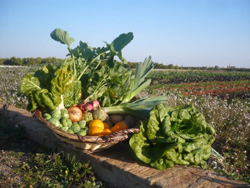 Productos de la huerta // elgourmetonline.com Productos de la huerta // elgourmetonline.com